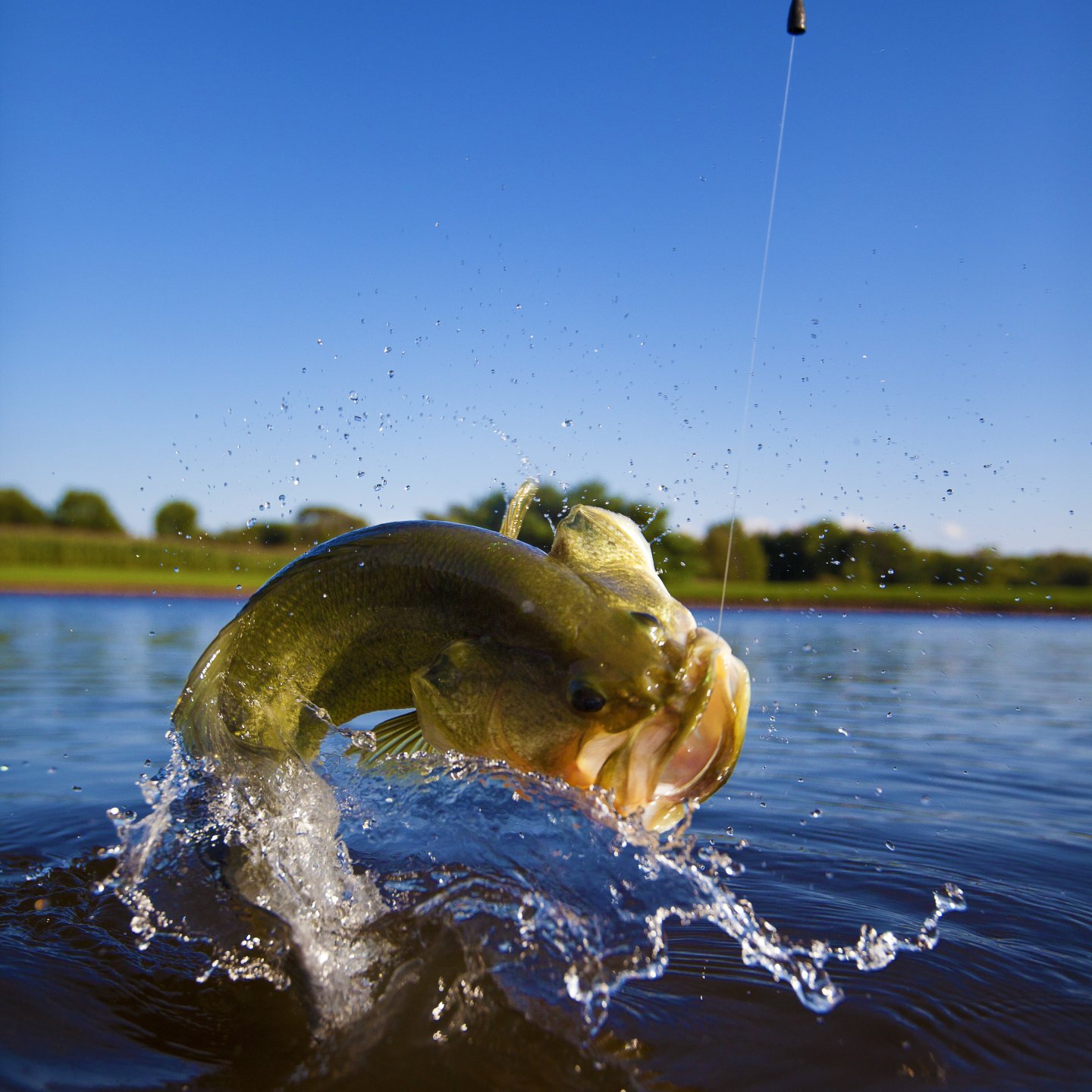 Shop Fish Stocking - Jones Lake Management